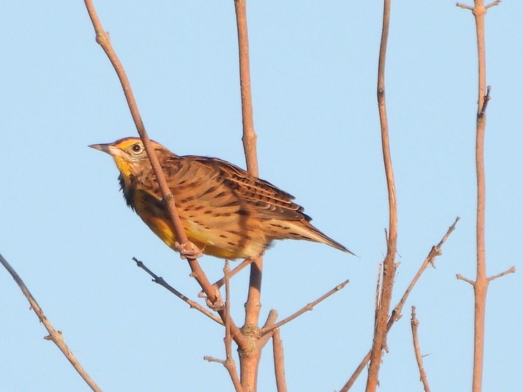 Eastern Meadowlark - ML623980495