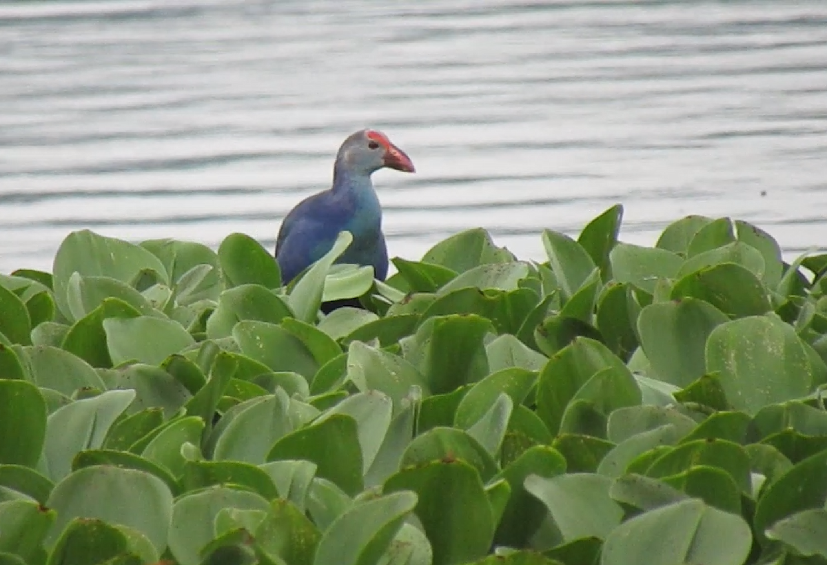 Gray-headed Swamphen - ML623980502