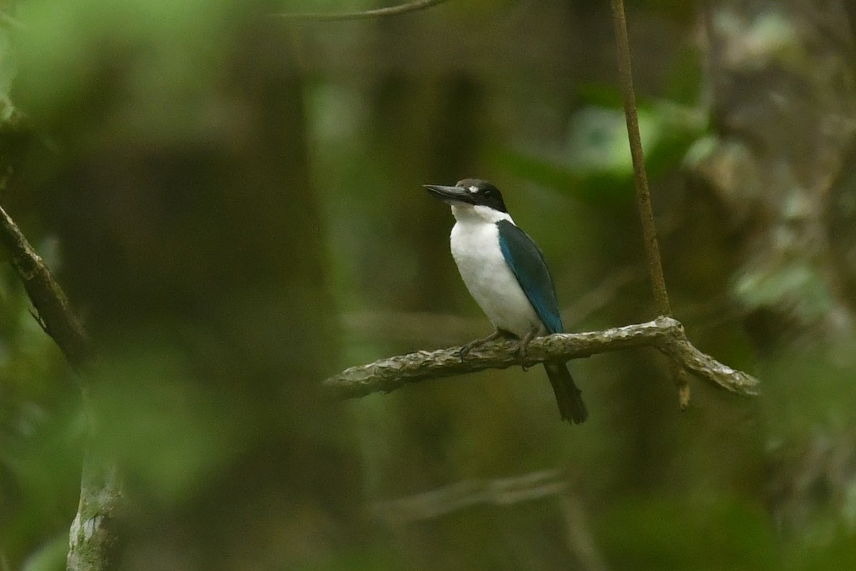 Torresian Kingfisher - ML623980503