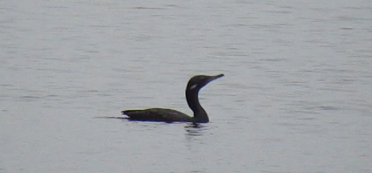 Indian Cormorant - ML623980515