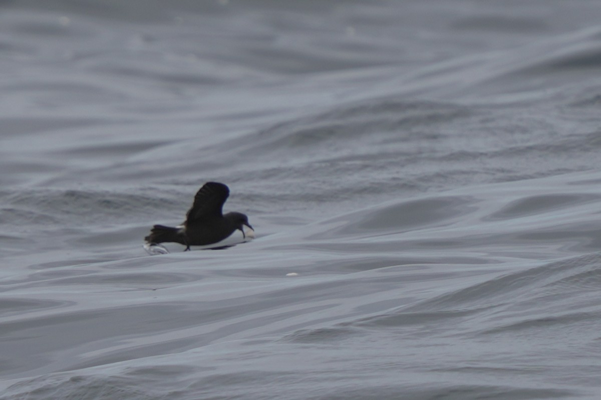 Leach's Storm-Petrel - ML623980533