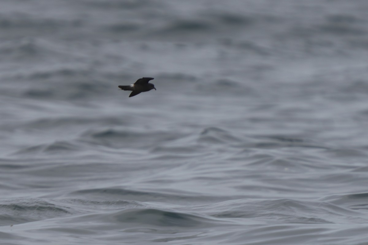 Leach's Storm-Petrel - ML623980534