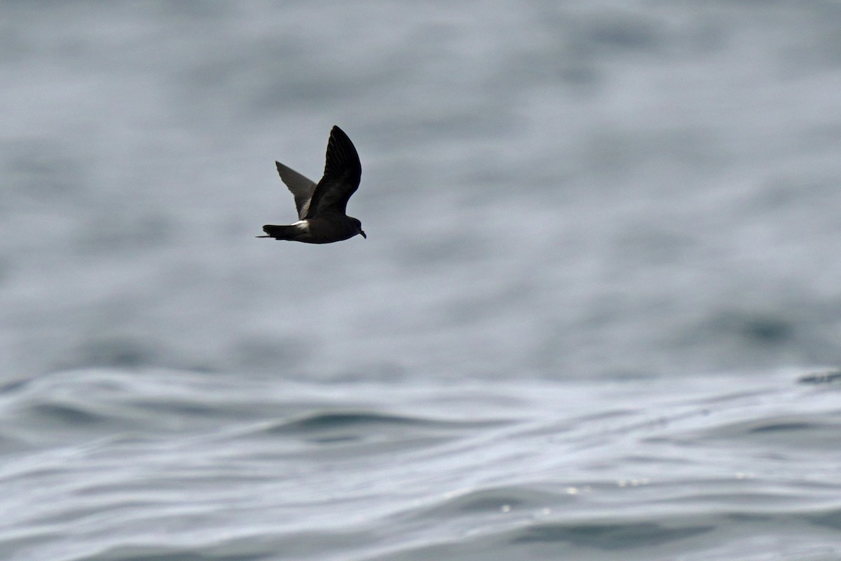 Leach's Storm-Petrel - ML623980535