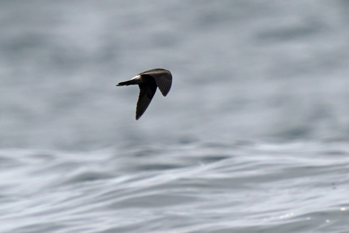 Leach's Storm-Petrel - ML623980536