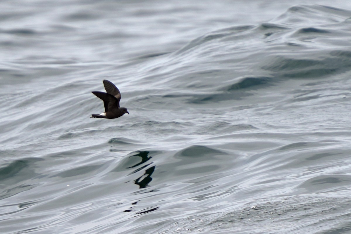 Leach's Storm-Petrel - ML623980538