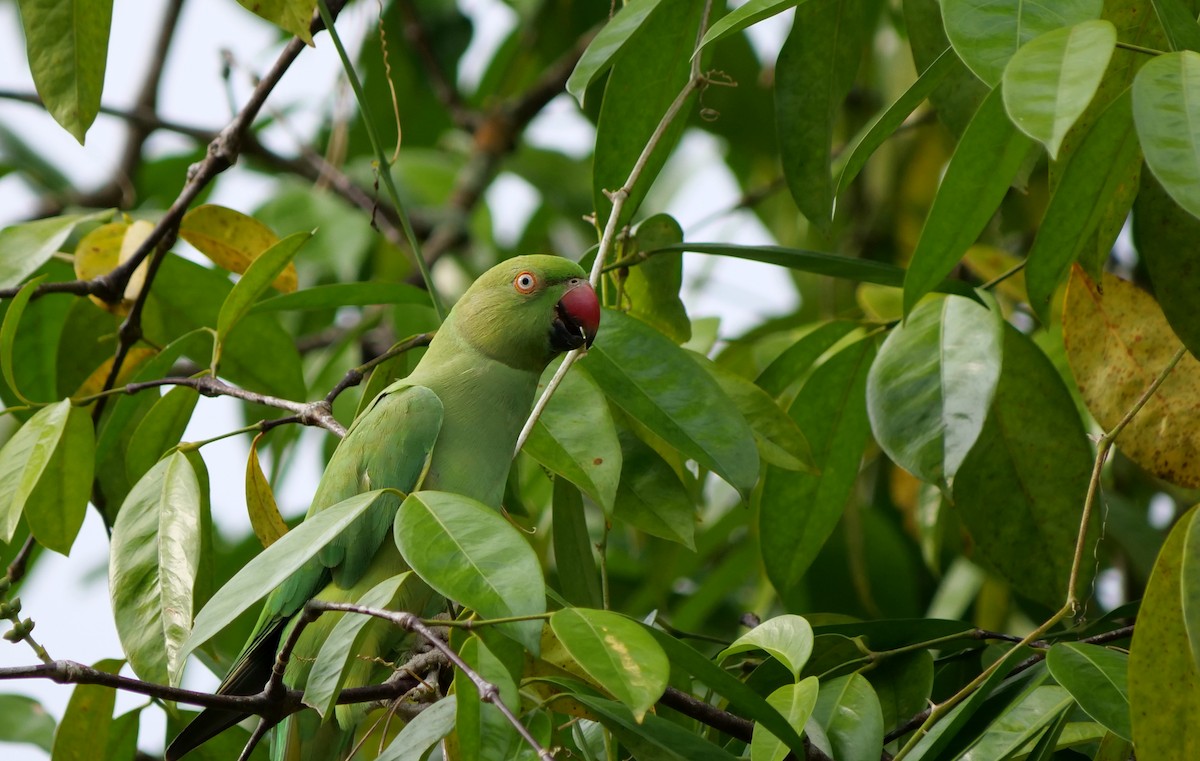 Rose-ringed Parakeet - ML623980543