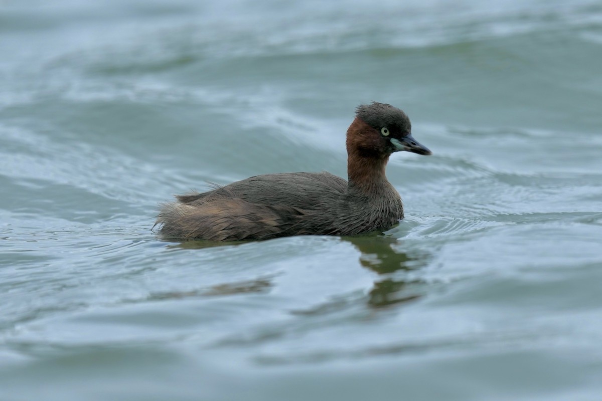 Little Grebe - ML623980553