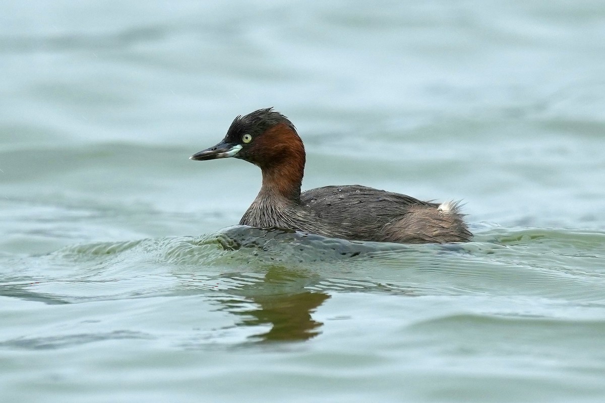 Little Grebe - ML623980554