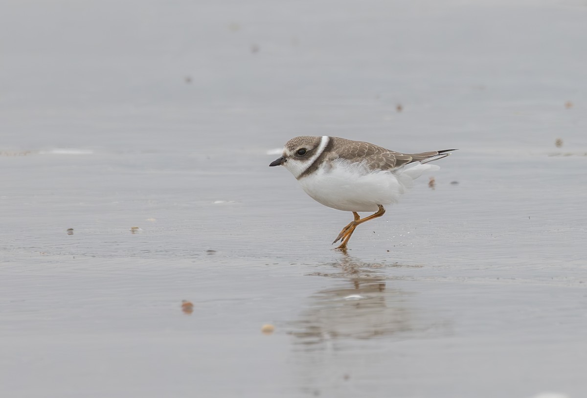 Semipalmated Plover - ML623980567