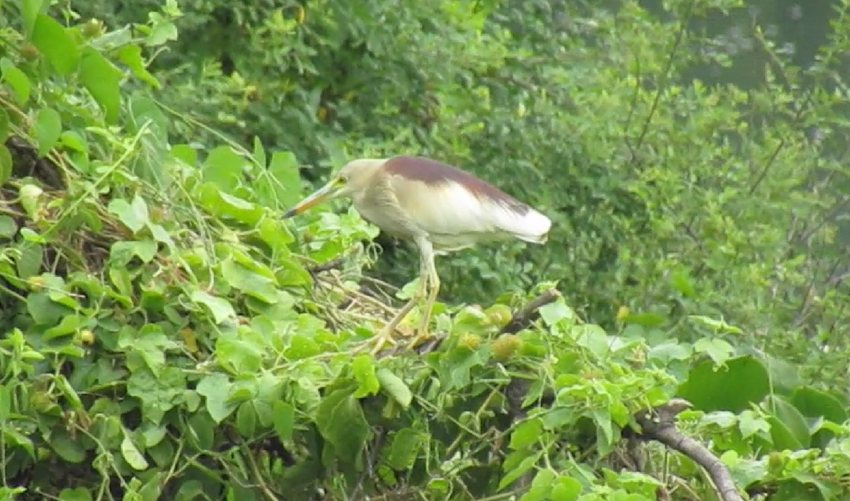 Indian Pond-Heron - ML623980570