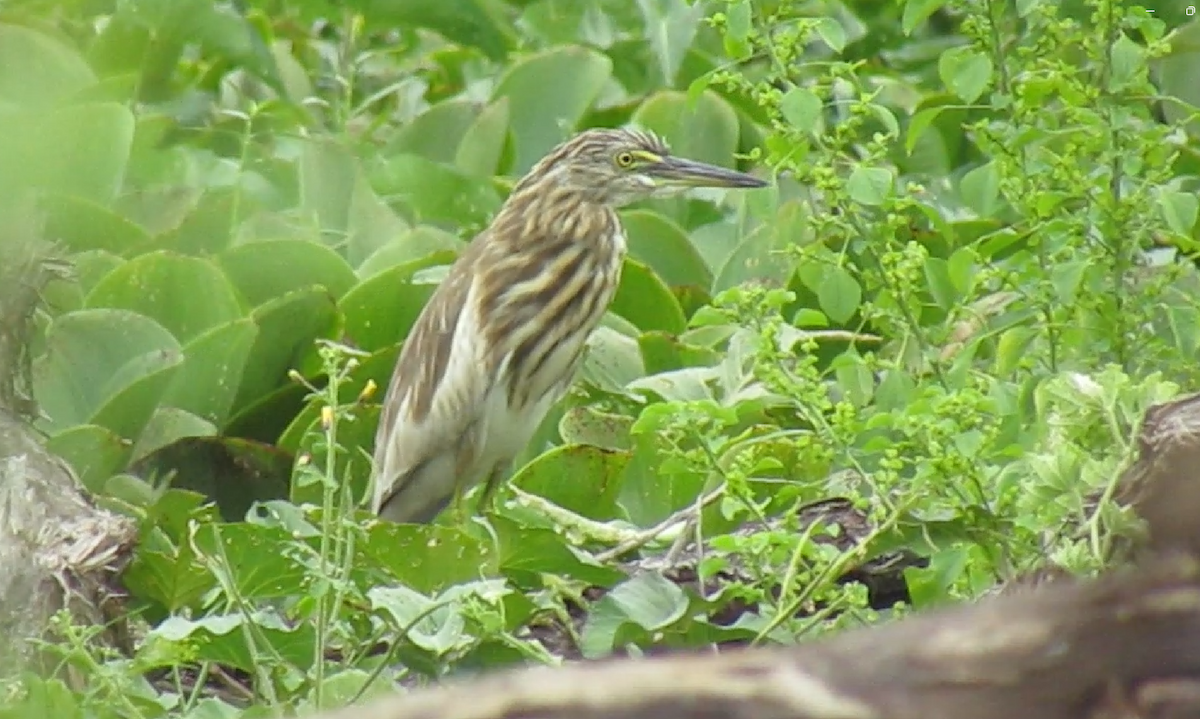 Indian Pond-Heron - ML623980572