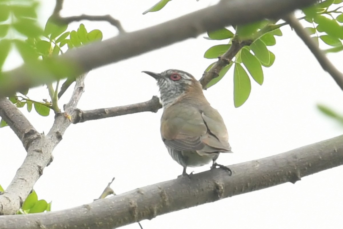 Little Bronze-Cuckoo - ML623980583