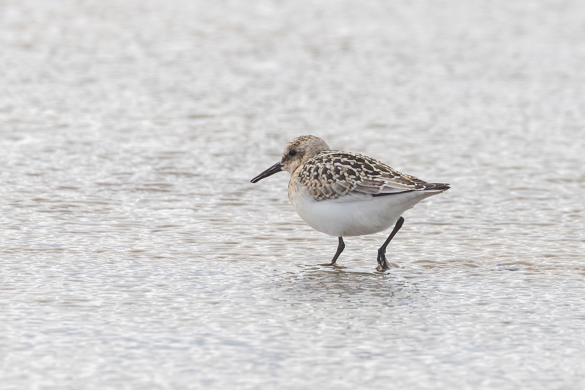 Sanderling - Sylvie Martel / Gaétan Giroux