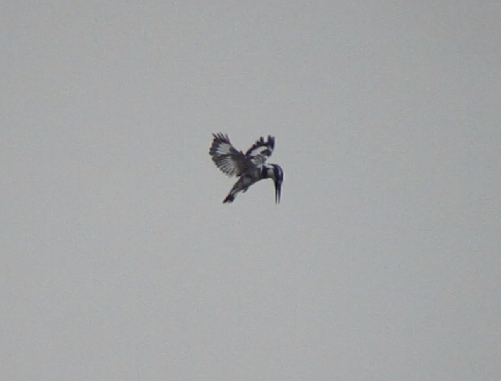 Pied Kingfisher - ML623980589