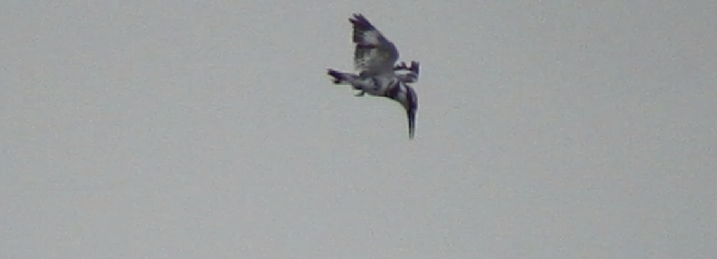 Pied Kingfisher - ML623980590