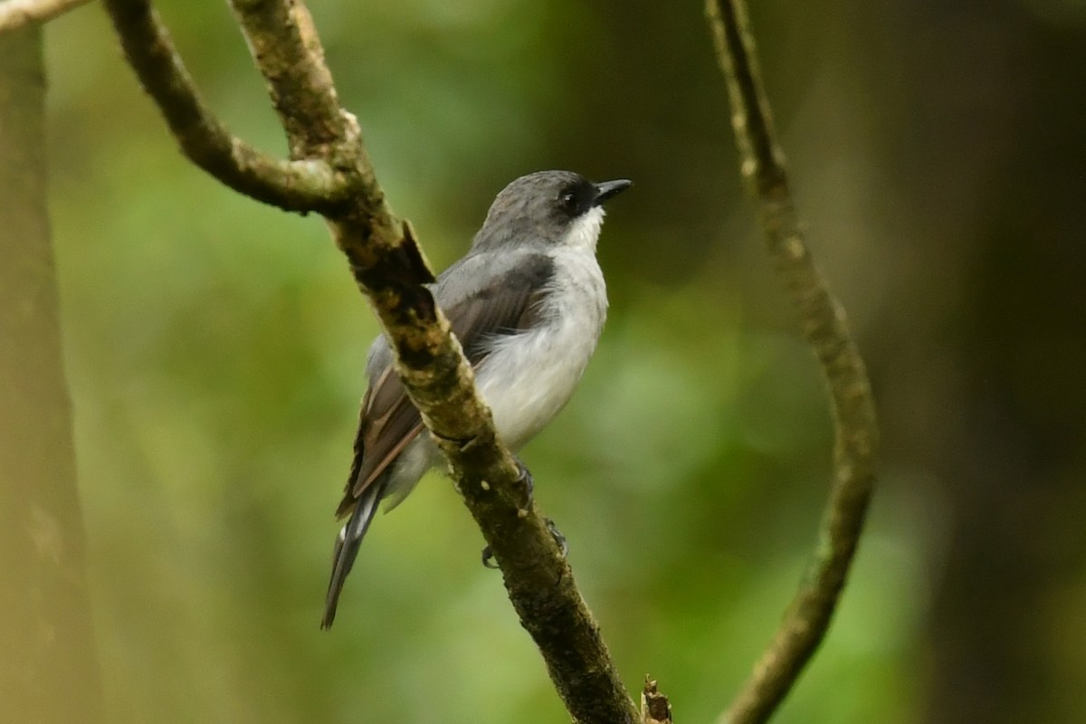 Mangrove Robin - ML623980593