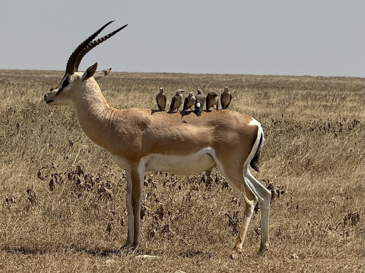 Wattled Starling - Sameer Ajmani