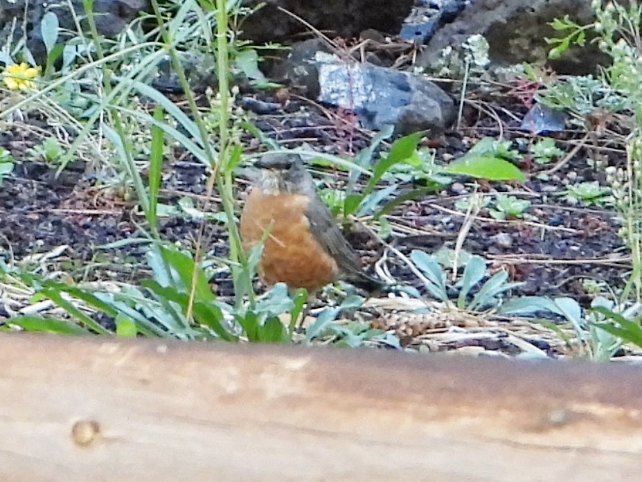 American Robin - ML623980608