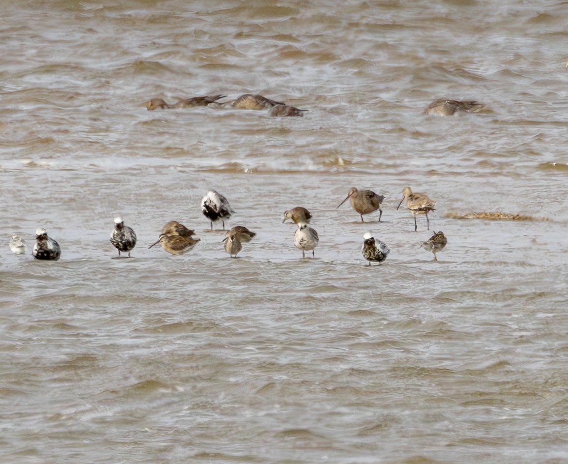 Hudsonian Godwit - Sylvie Martel / Gaétan Giroux