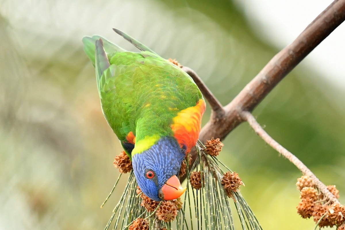 Rainbow Lorikeet - ML623980611