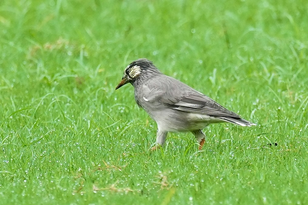 White-cheeked Starling - ML623980614