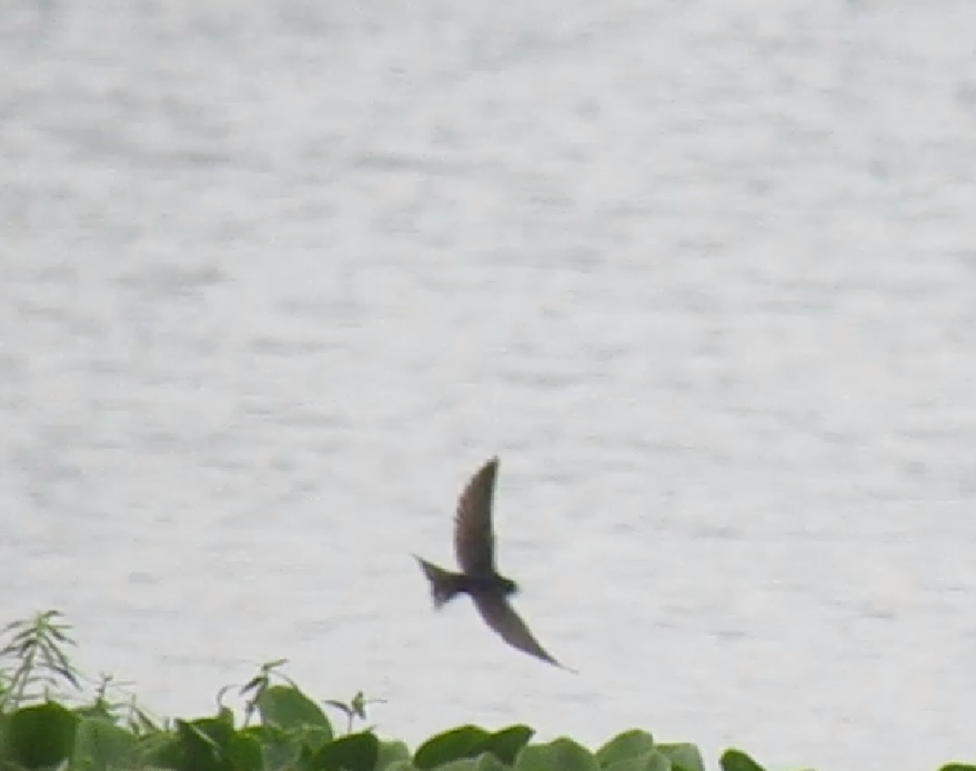 Barn Swallow - ML623980618