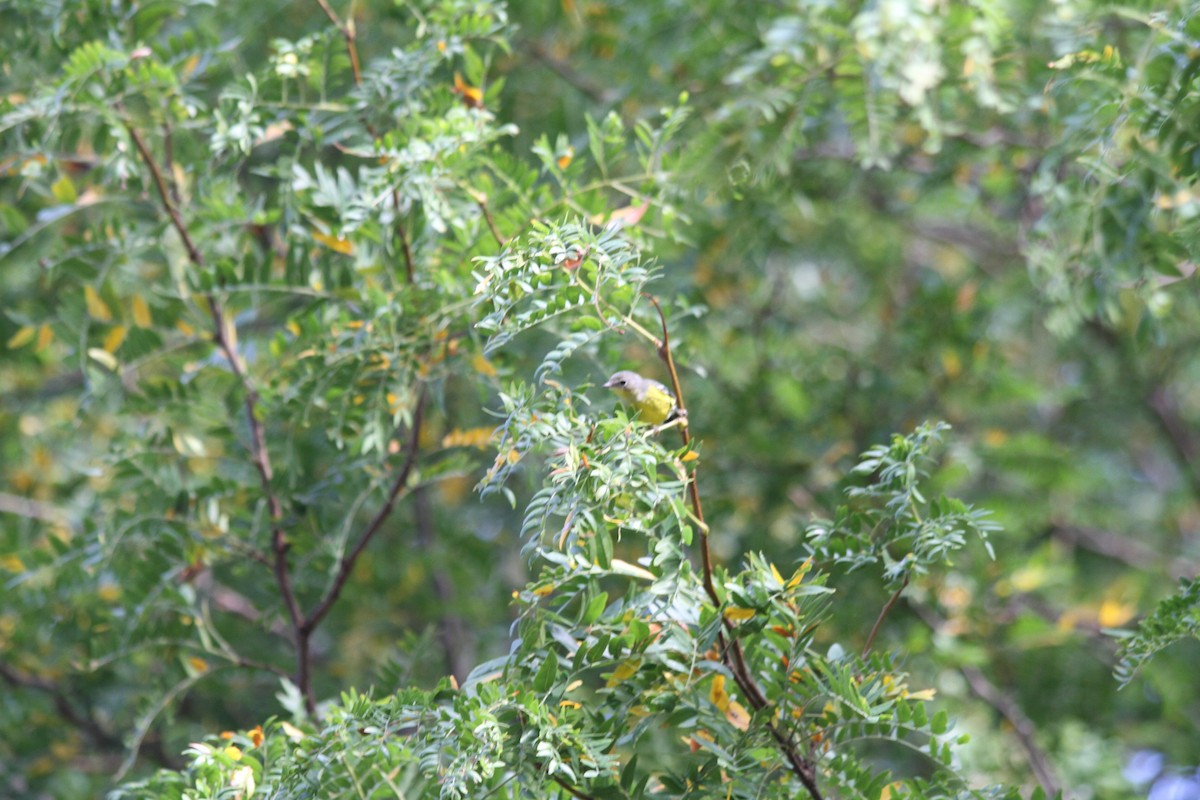 Magnolia Warbler - ML623980638