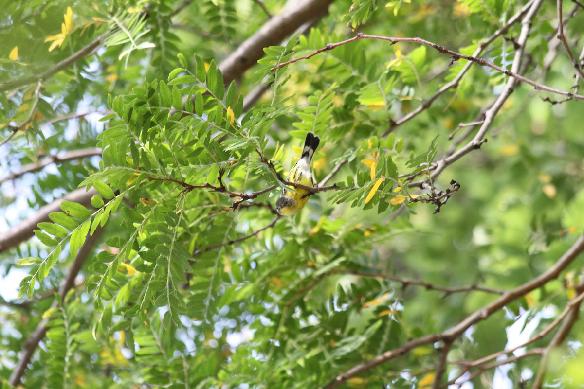 Magnolia Warbler - ML623980640