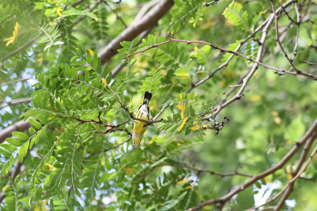 Magnolia Warbler - ML623980641