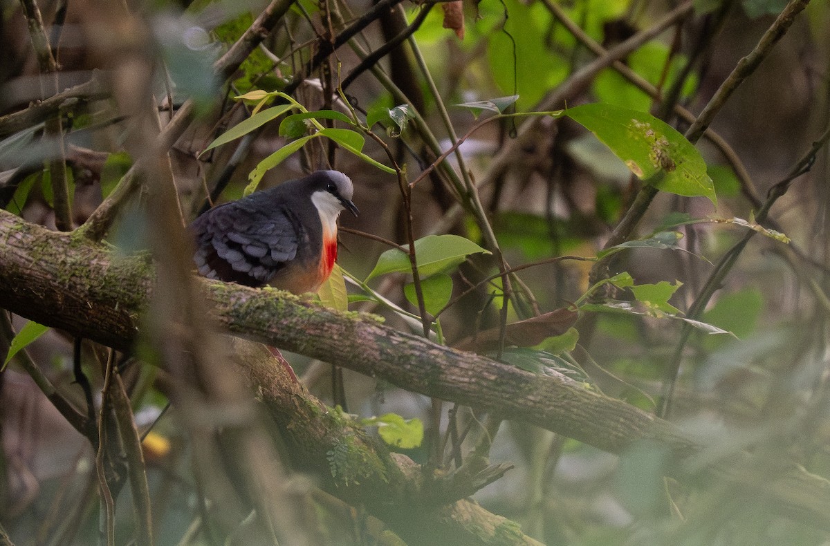 Luzon Bleeding-heart - ML623980646