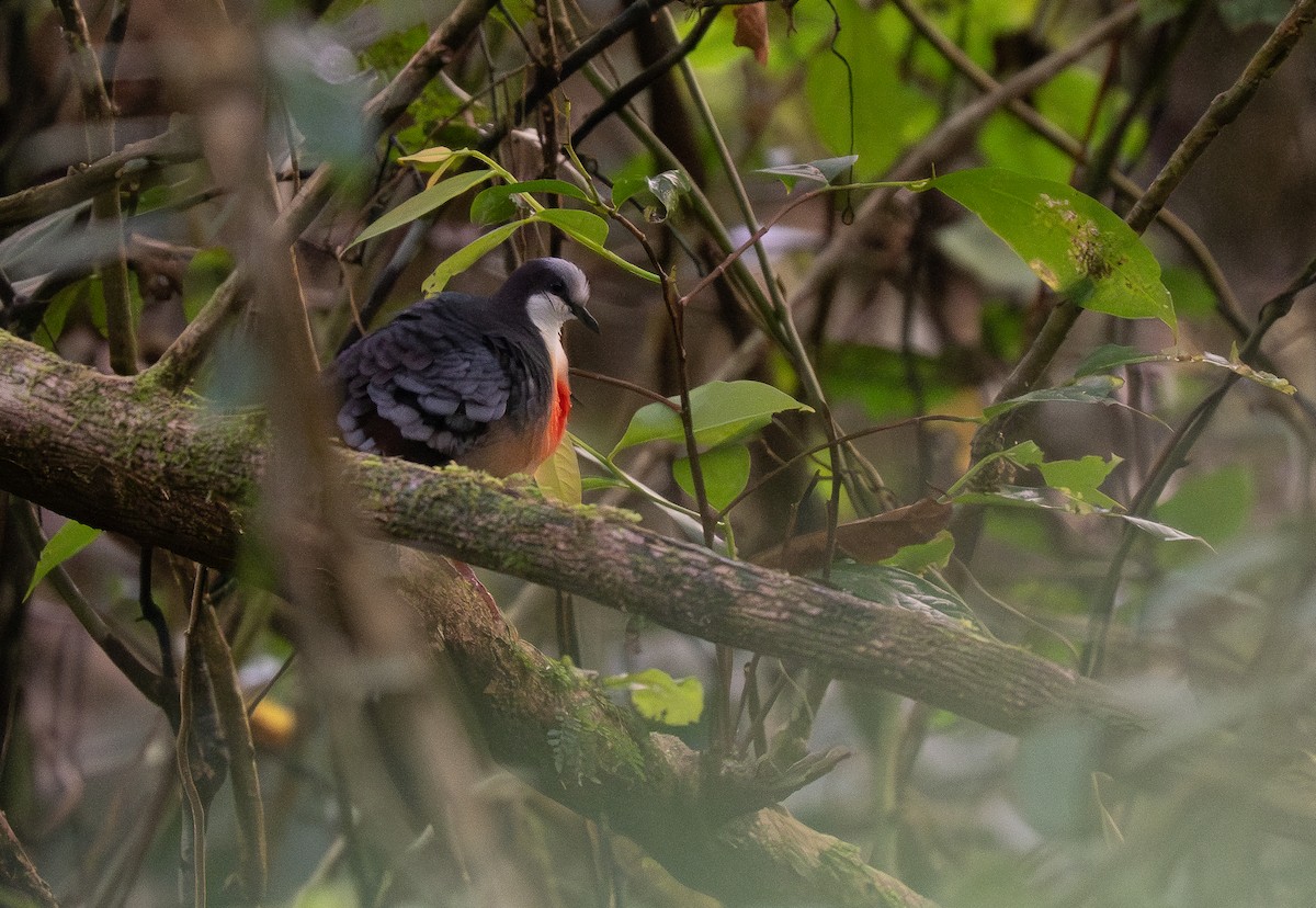 Luzon Bleeding-heart - ML623980647