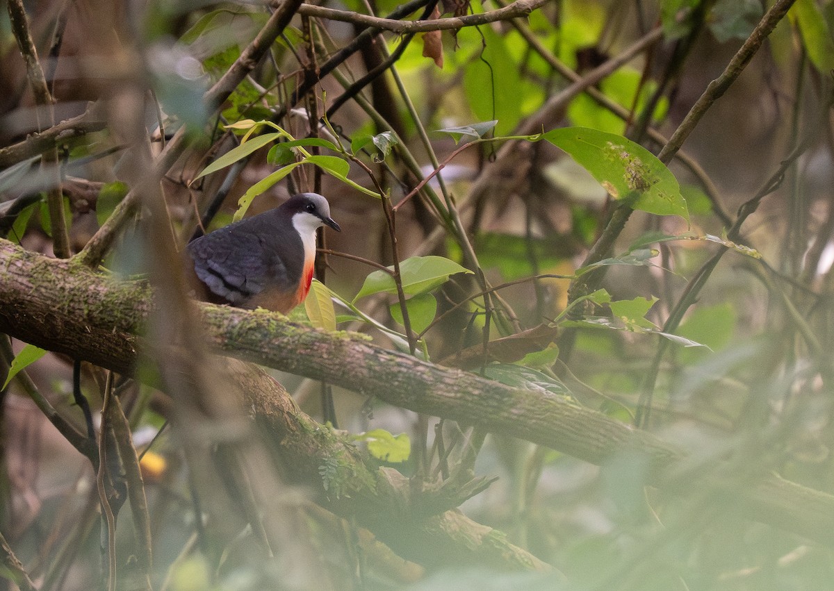 Luzon Bleeding-heart - ML623980648