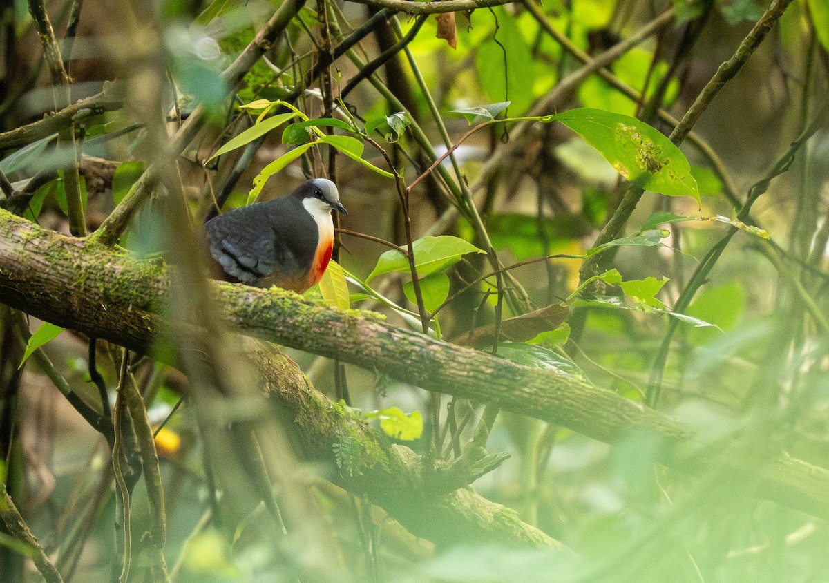 Luzon Bleeding-heart - ML623980649