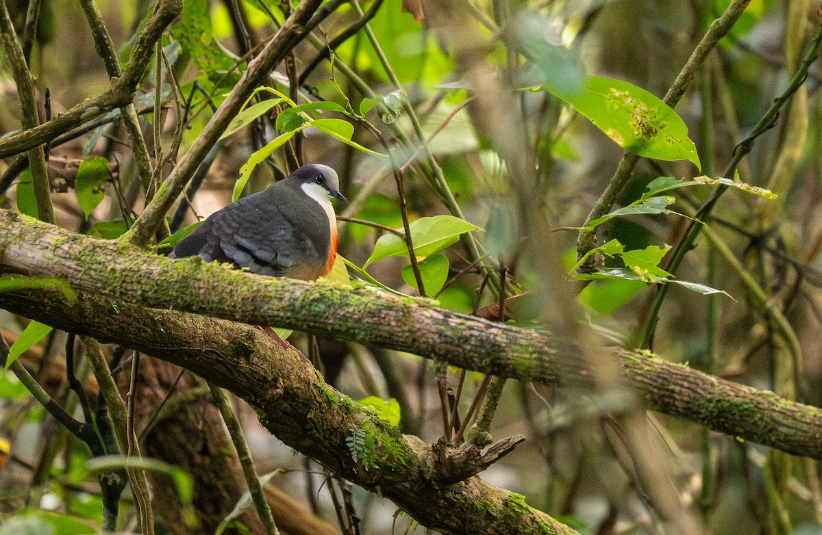 Luzon Bleeding-heart - ML623980652