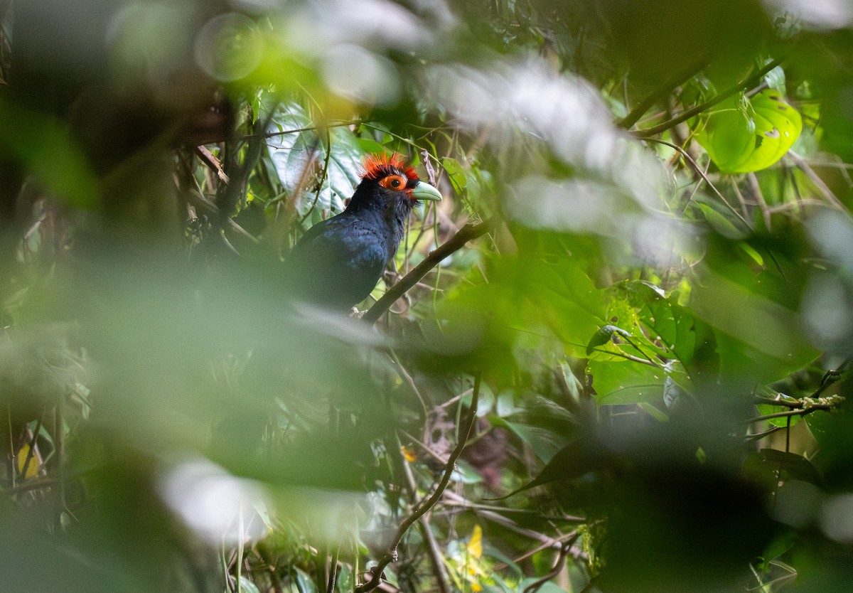 Red-crested Malkoha - ML623980669