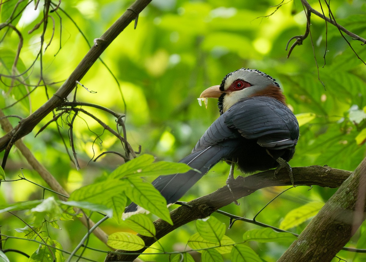 Scale-feathered Malkoha - ML623980674