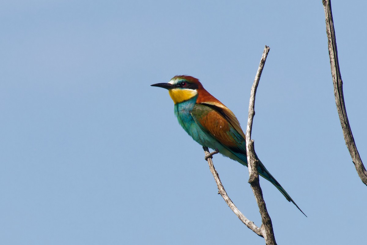 European Bee-eater - ML623980680