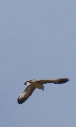 Ring-billed Gull - ML623980686