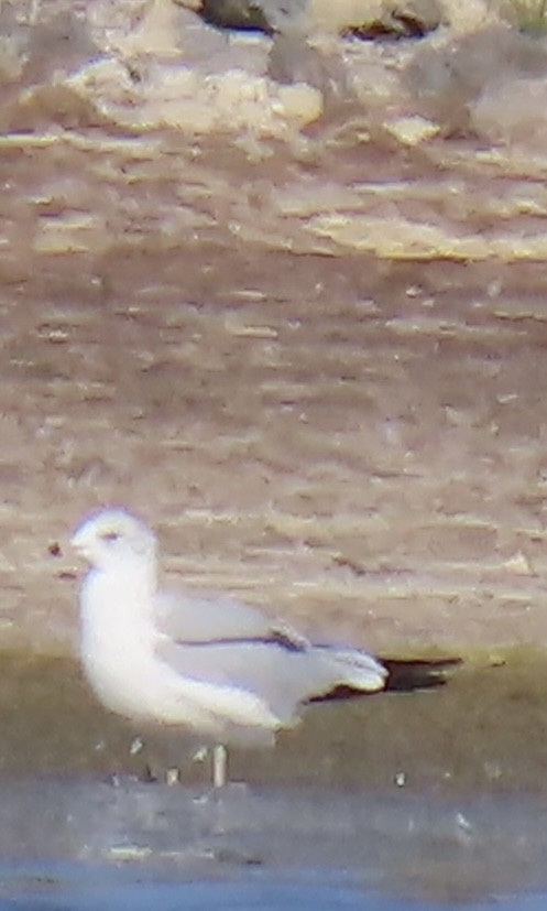 Ring-billed Gull - ML623980687