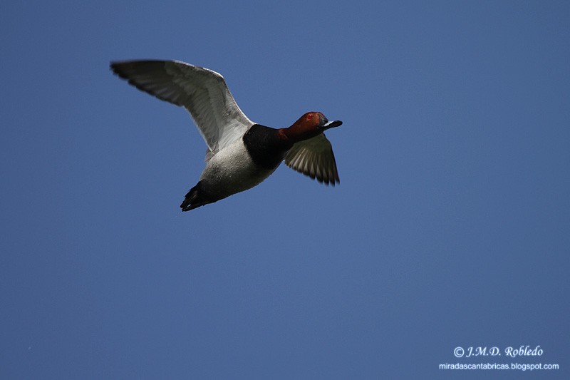 Common Pochard - ML623980690