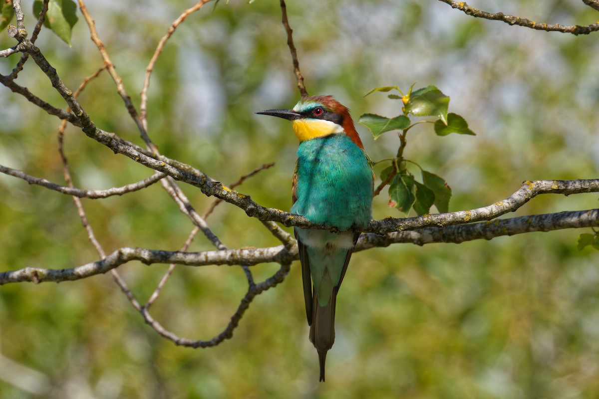 European Bee-eater - ML623980698