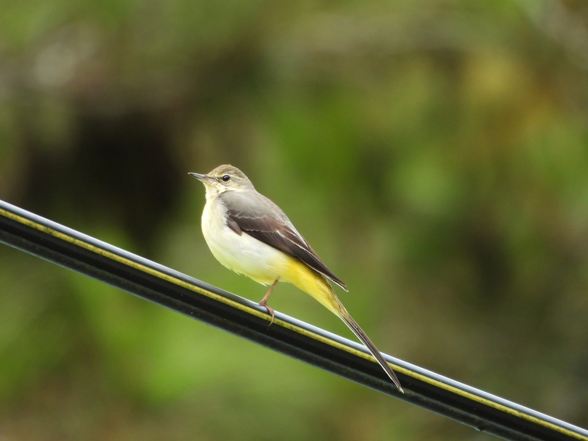 Gray Wagtail - ML623980701