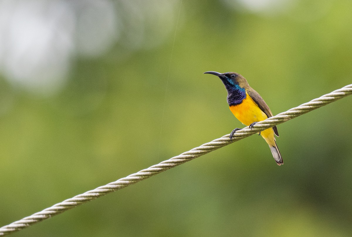 Garden Sunbird - Forest Botial-Jarvis