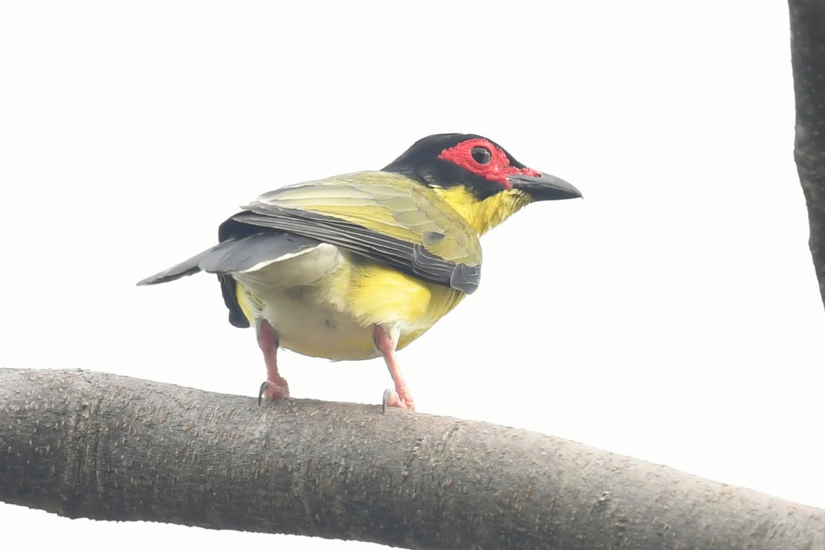 Australasian Figbird - Qin Huang