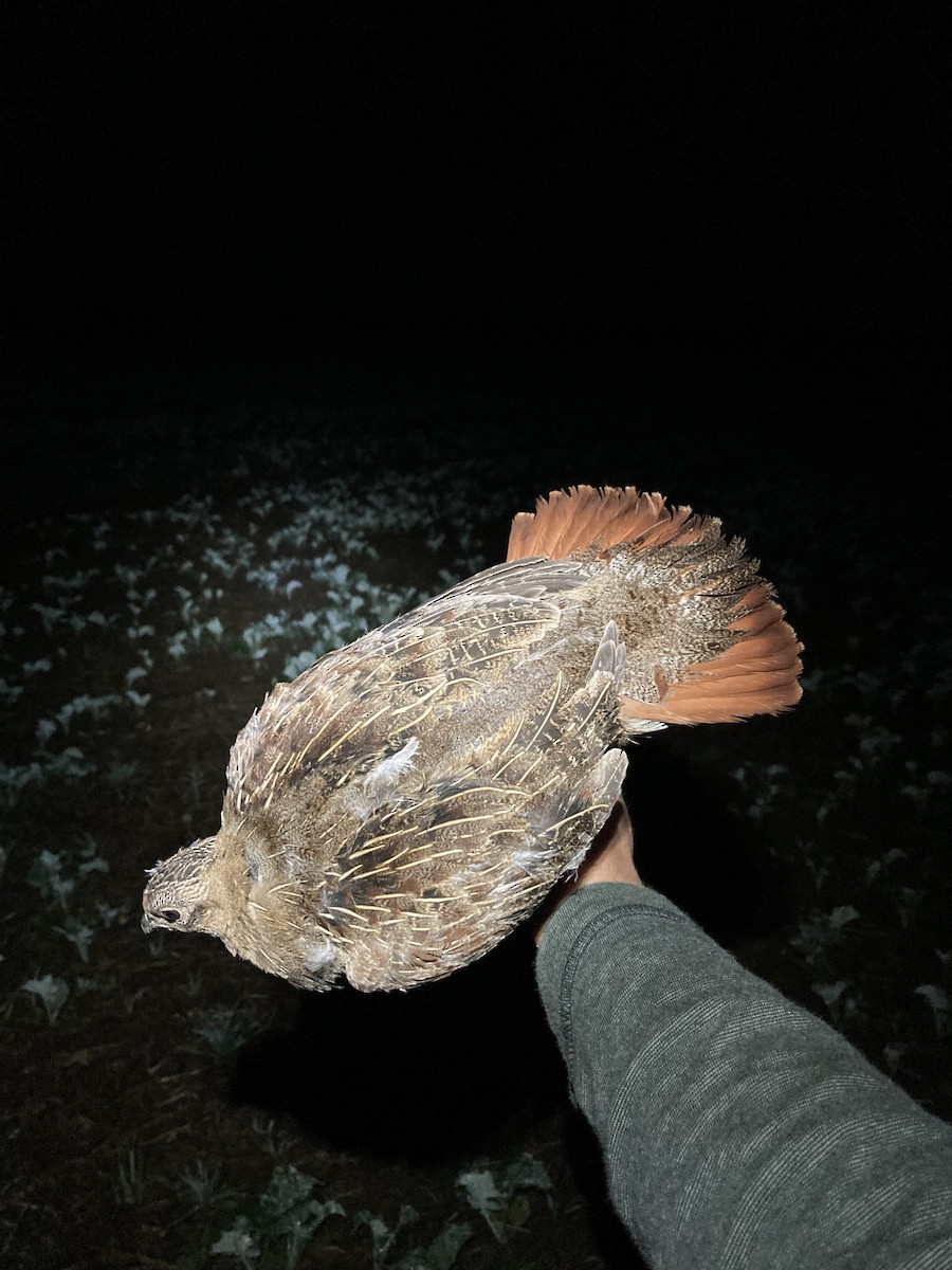 Gray Partridge - ML623980806