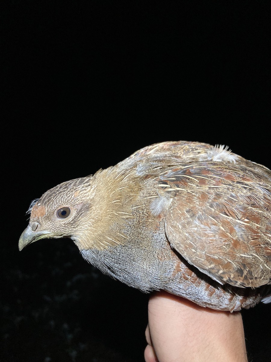 Gray Partridge - ML623980807