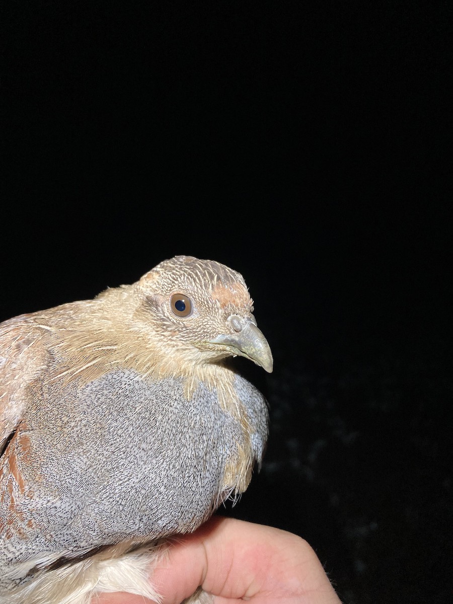 Gray Partridge - ML623980808