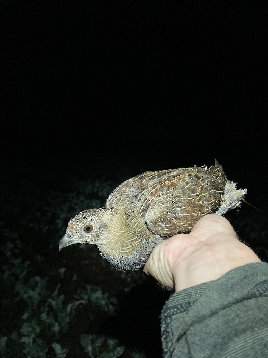 Gray Partridge - ML623980809