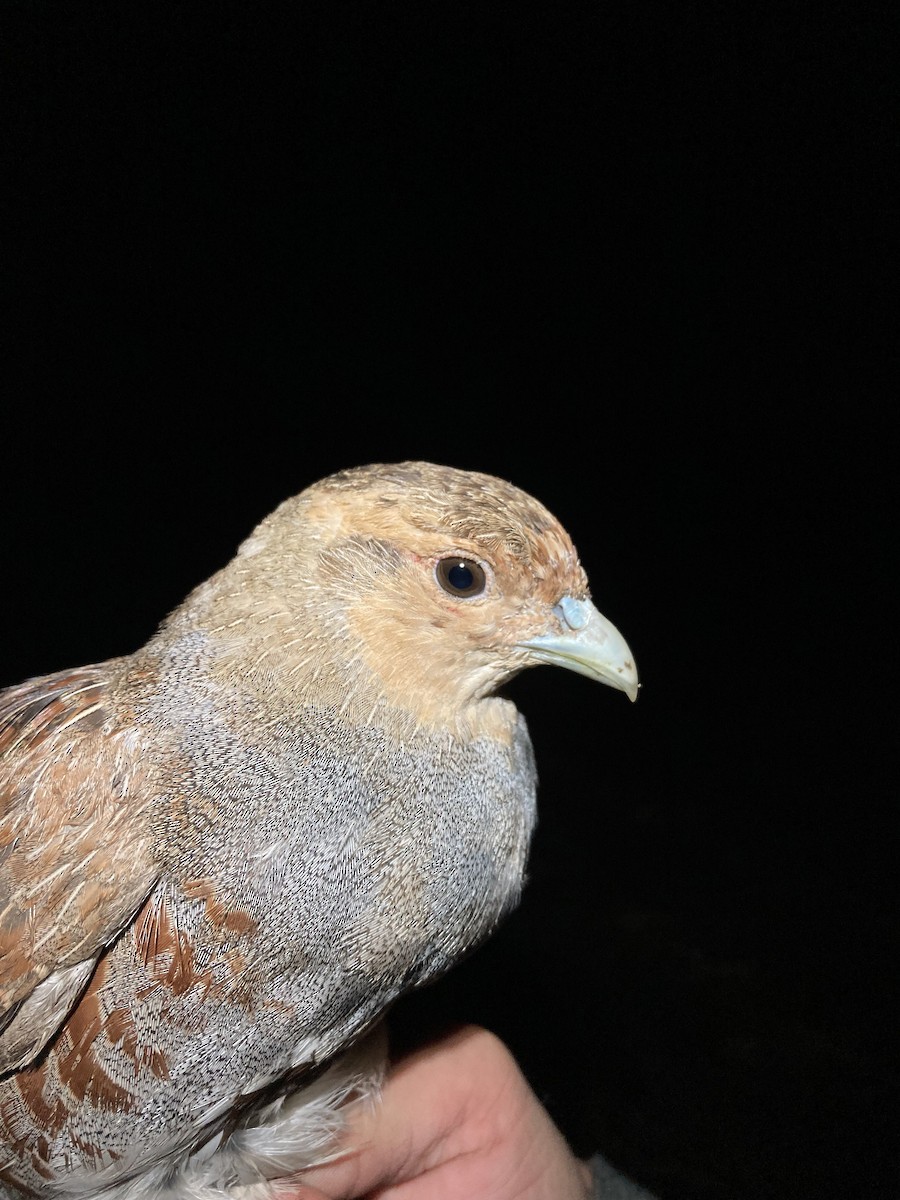 Gray Partridge - Tomáš  Oplocký