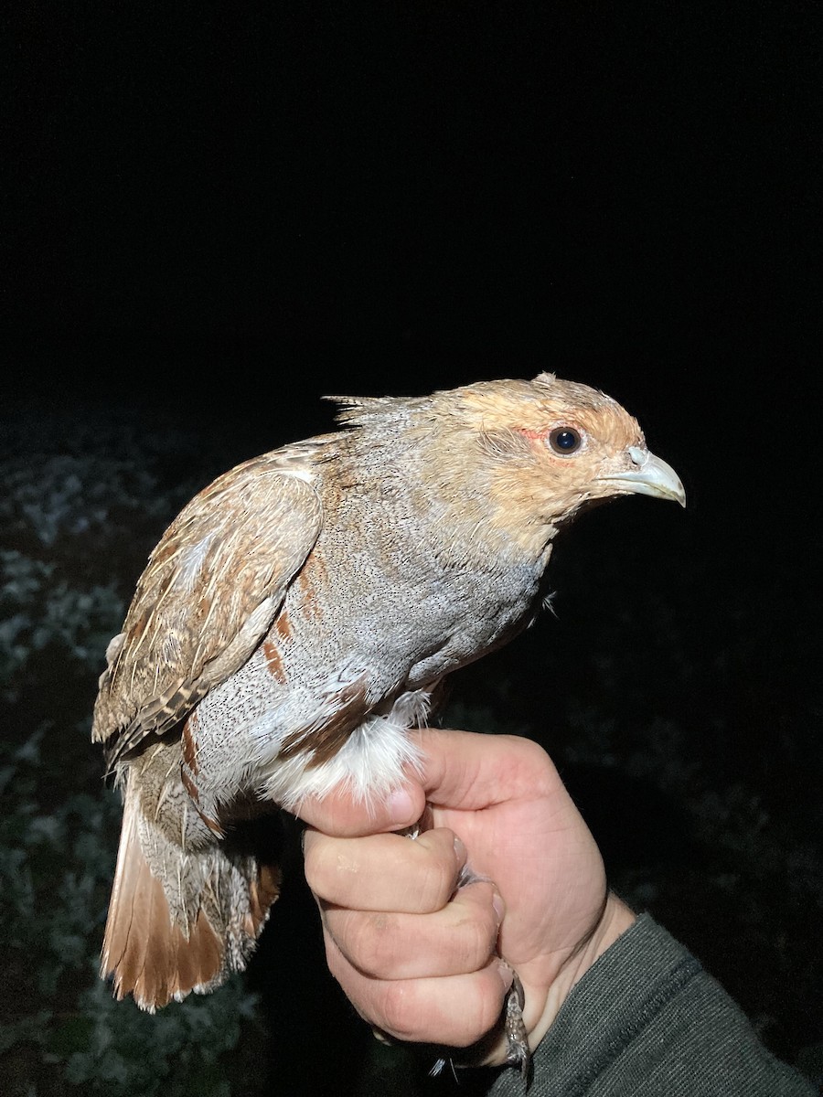 Gray Partridge - ML623980811